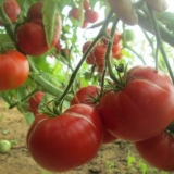 Paradajz majčine ljubavi: recenzije, fotografije, prinos